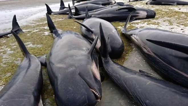 На узбережжя Нової Зеландії викинулося понад 400 китів