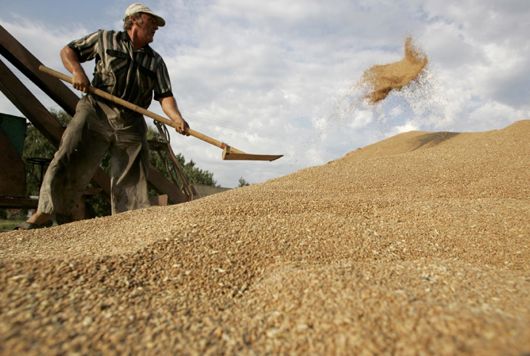 Експортери «на коні»: аграрії відвантажують за кордон рекордні обсяги пшениці