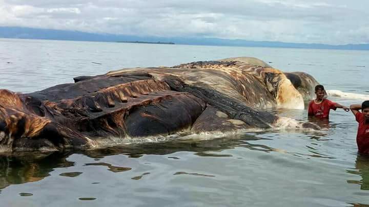 В Індонезії викинуло на берег невідому гігантську істоту (фото)