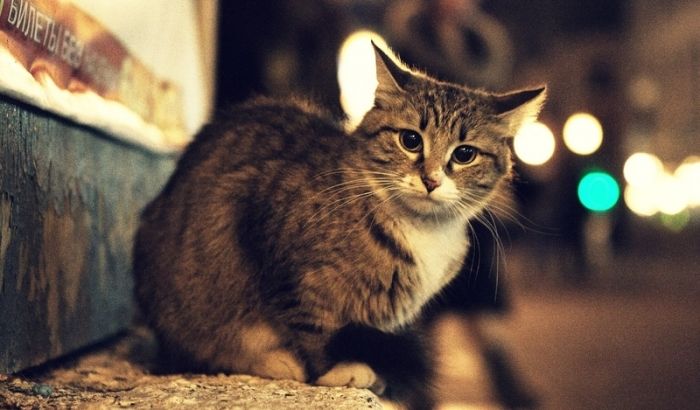 Київрада заборонила вилов безпритульних котів