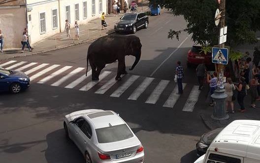 В Одесі слон із цирку гуляв вулицями (фото)