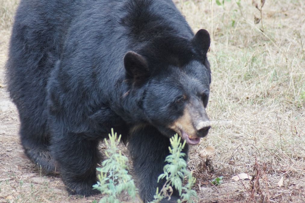 У Колорадо проникли до піцерії і поласували салямі три ведмеді (відео)
