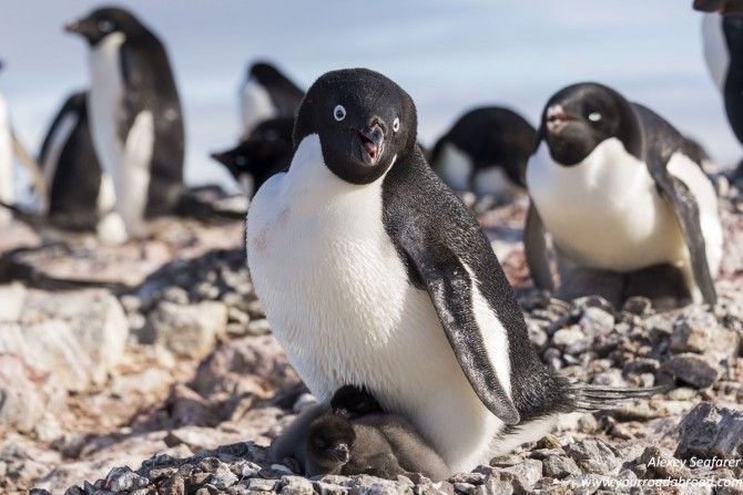 На сході Антарктиди вдруге за три роки загинули з голоду пташенята пінгвінів Аделі