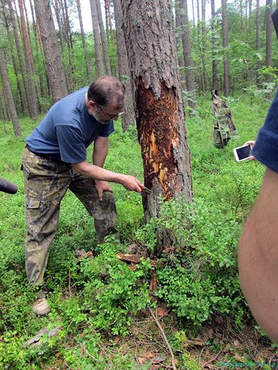 Рубати не можна, і не рубати теж: українські ліси потерпають від нашестя короїда