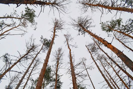 На Черкащині набуває загрозливих масштабів вимирання лісів