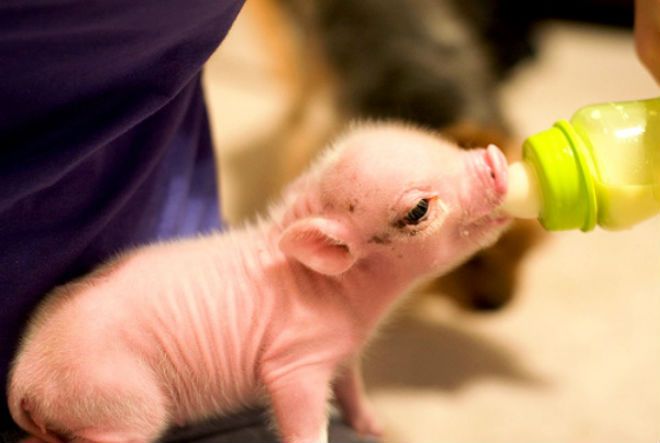 В Китаї народилося 12 генномодифікованих свиней, у який майже немає сала