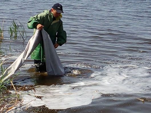 На порятунок Кременчуцького водосховища від водоростей кинули товстолобів