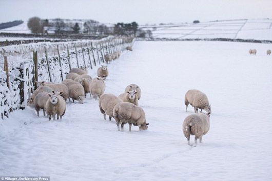 Паралізована негодою: у Великій Британії сніг випав навіть там, де його віддавна не бачили