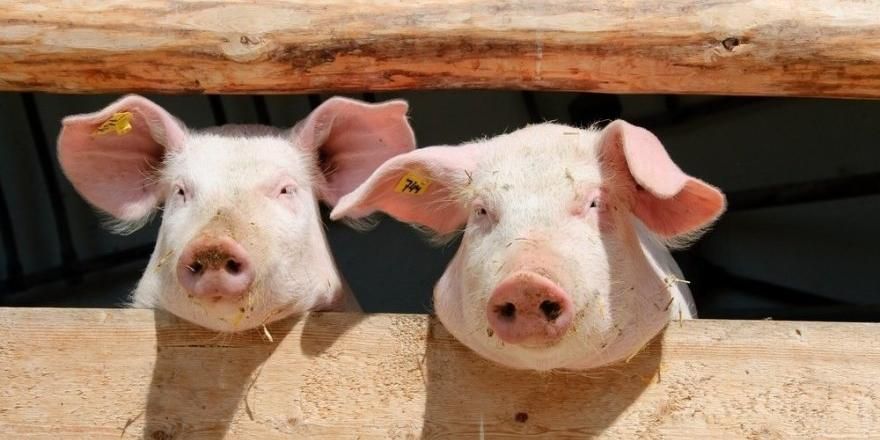 ЄС поскаржився в СОТ на Росію через ембарго на свинину