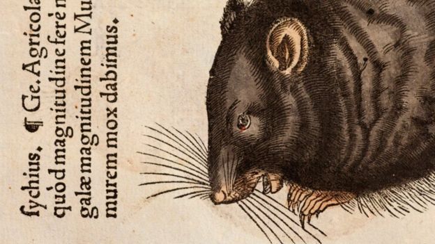 У Європі виявили справжніх переносників чуми у середньовіччі