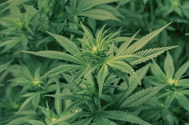 Сенат Канади після багаторічних обговорень легалізував марихуану