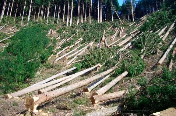 Дослідники з'ясували, на що йде незаконна деревина з України