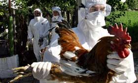 Пташиний грип підкрадається до українських туристів