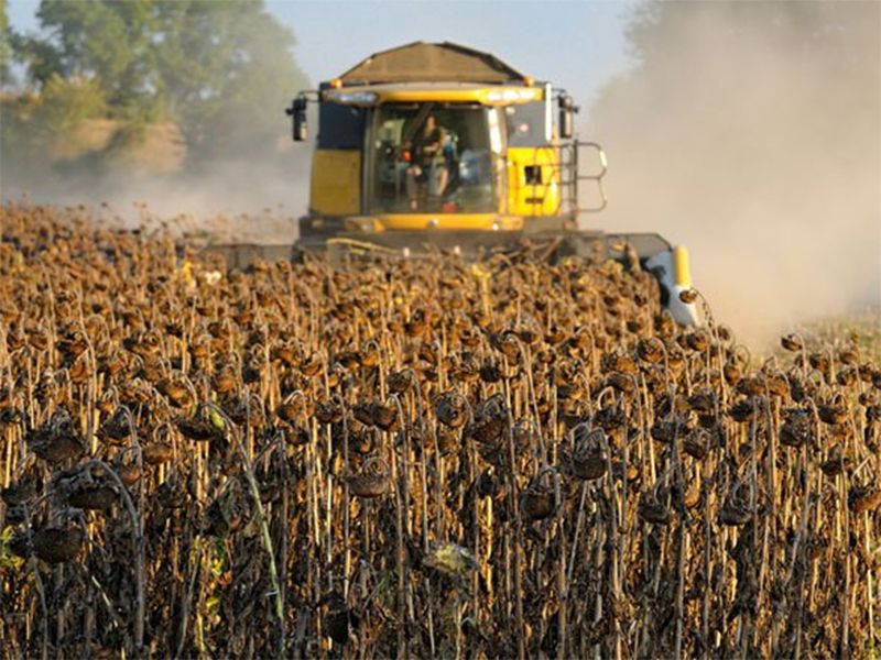 На Київщині рейдери змолотили 30 гектарів соняшника: урожай вкрали просто з поля