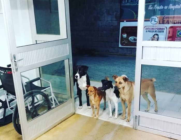 Справжня дружба: 4 схвильовані собаки чекали на безхатька під дверима лікарні в Бразилії (фото)
