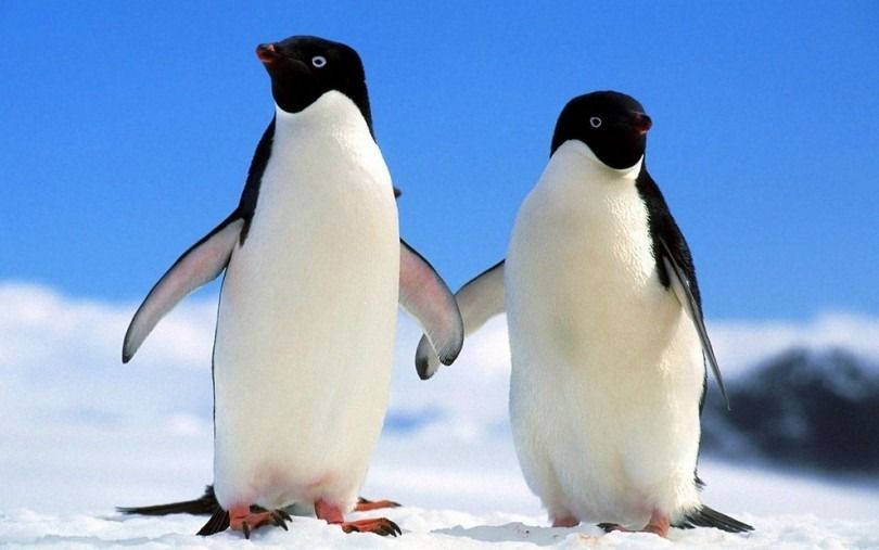 В Антарктиді знайшли колонію пінгвінів віком 3 тисячі років