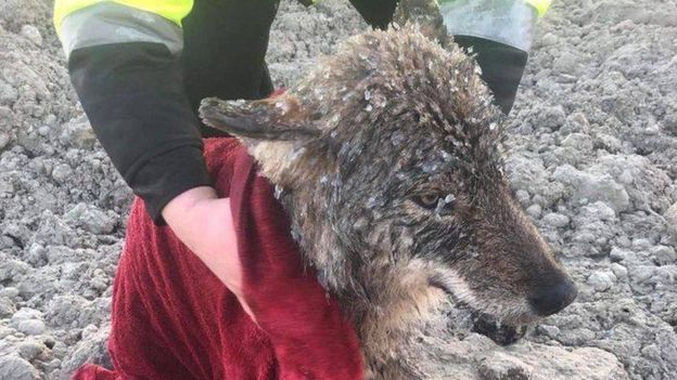 В Естонії рятували з-під криги собаку, а витягли вовка