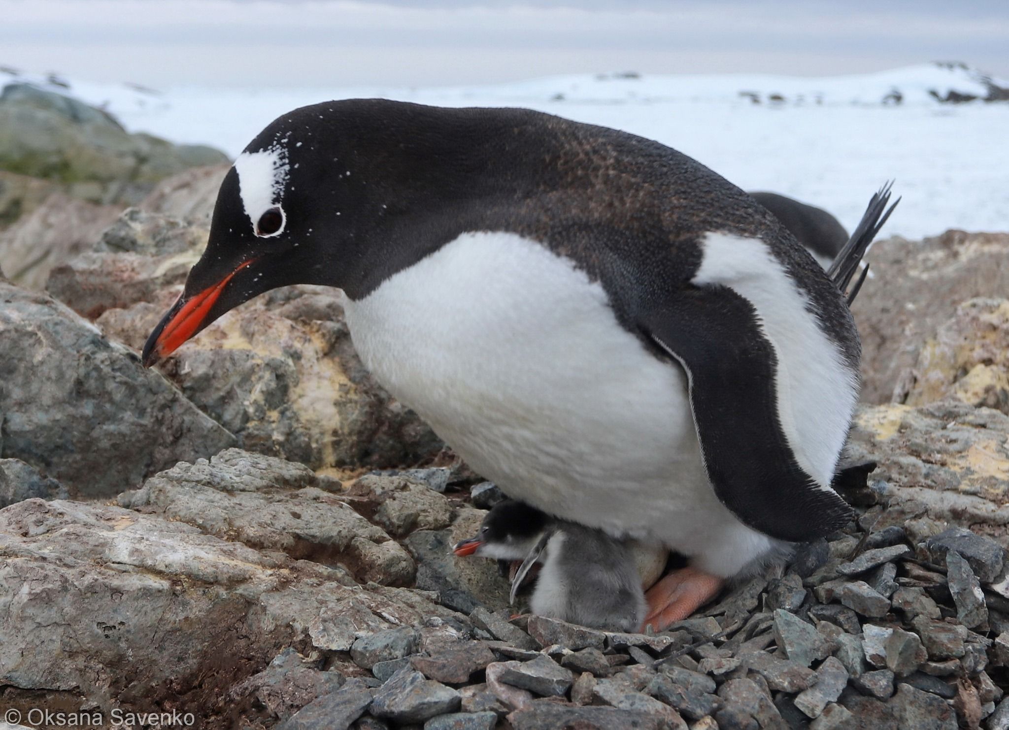 Малюки пінгвінів народилися біля української антарктичної станції «Академік Вернадський», фото