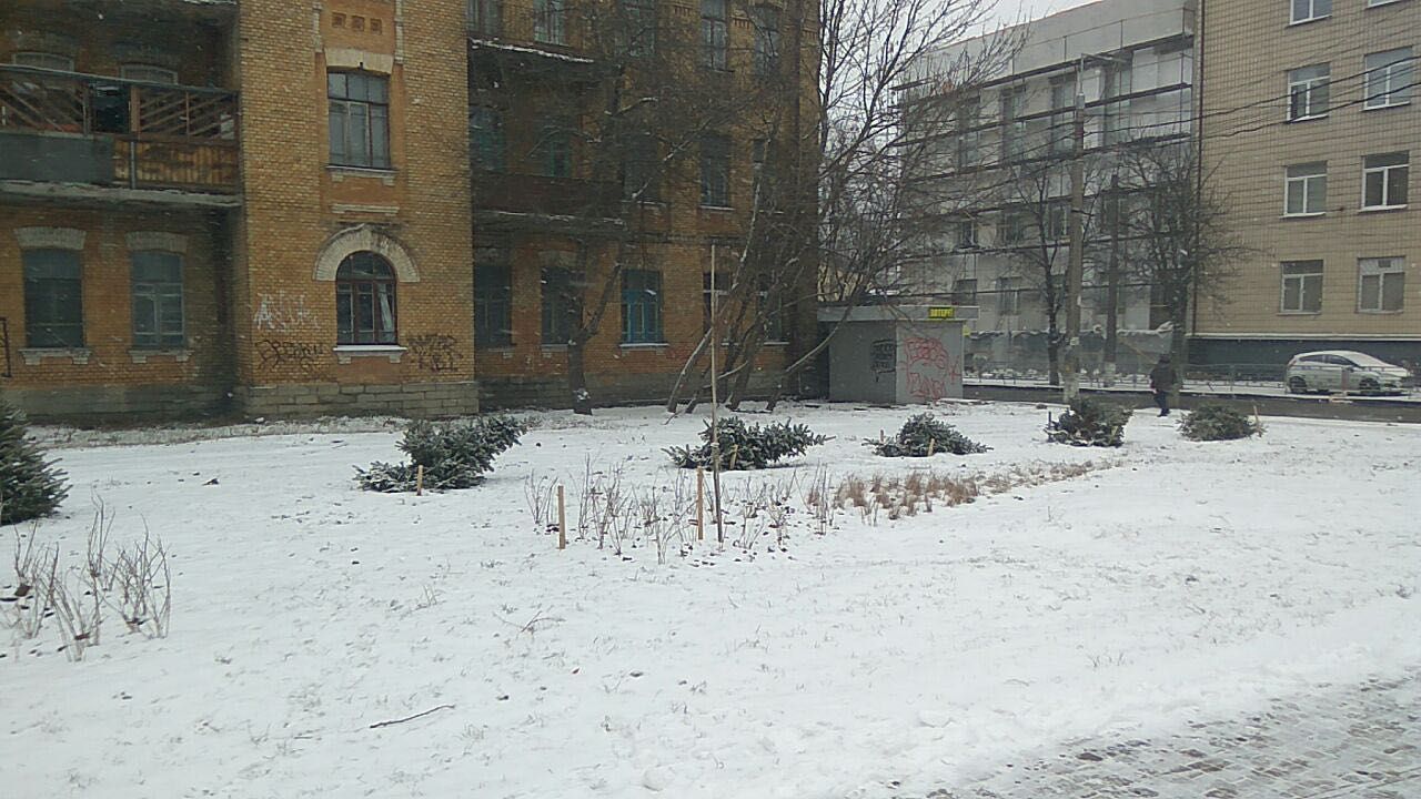 У Києві вирубали нещодавно посаджені ялинки