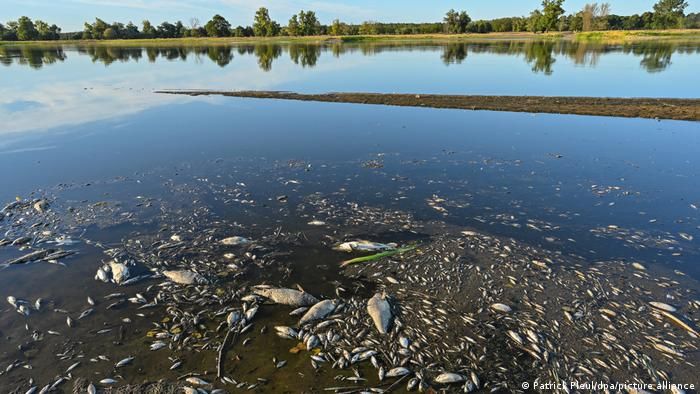 Польща дає 1 млн злотих за інформацію про причини масштабного забруднення річки Одер