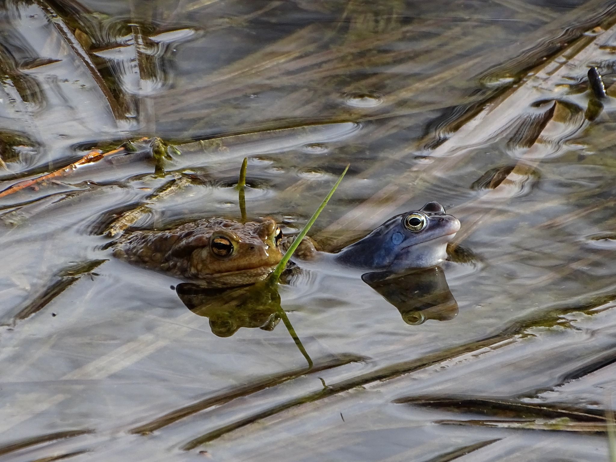 У Холодному Яру знайшли рідкісних гостромордих жаб, які міняють колір шкіри