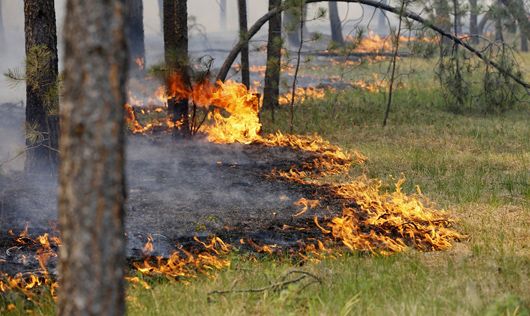 Пожежа у лісі замість пікнічка
