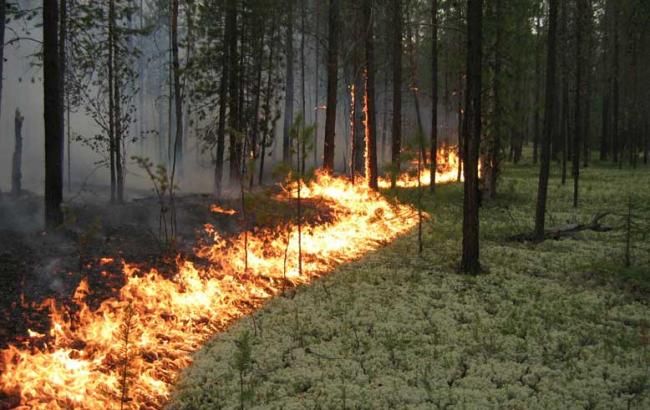 Держлісагентство ліквідувало 210 пожеж за 2016 рік