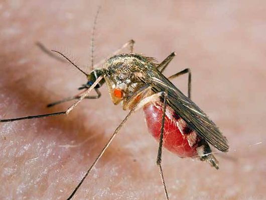 Анексія Криму призвела до напливу отруйних комарів