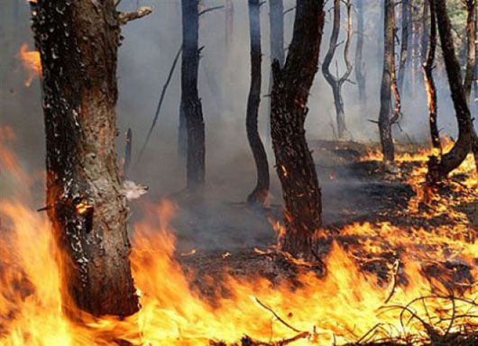 На Херсонщині, Київщині, Чернігівщині і Донбасі горить ліс