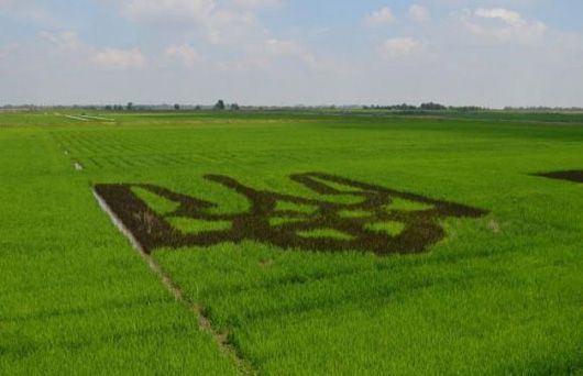 Аграрії виростили гігантський тризуб із рису