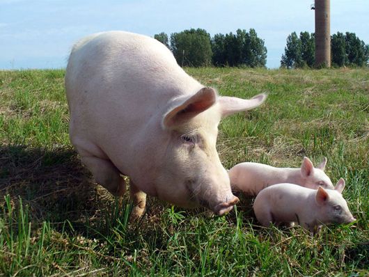 На Миколаївщині місяць приховували спалах африканської чуми свиней