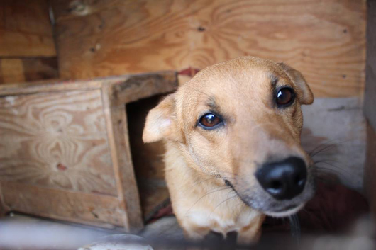 Собаче життя: пес два роки прожив у ямі шкільного туалету