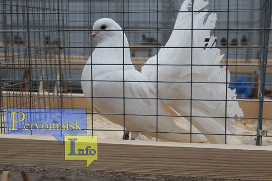 На Першій всеукраїнській виставці голубів представили справжнє пернате диво