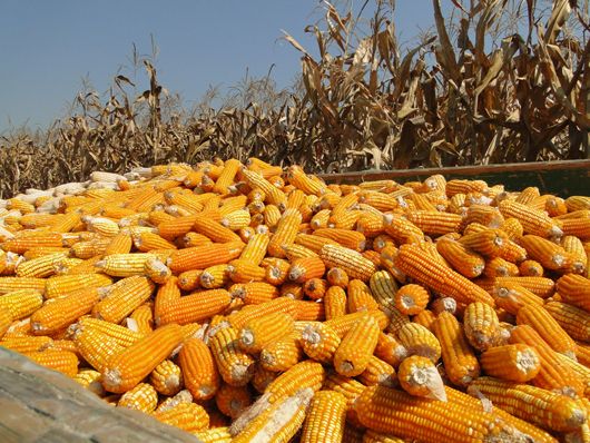 У Мінагрополітики переконують, що аграрії зможуть продавати за кордон не тільки сировинне зерно