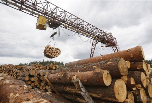 Не панацея: мораторій на продаж природних ресурсів не врятує українські ліси від розбазарювання