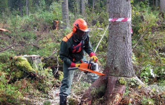 Злочинна мовчанка: найчастіше хижацьким вирубуванням лісів займаються звичайні українці