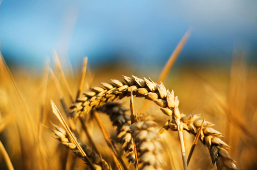 Дивіденди з-за моря: пшеницю «Марія» з Херсону вирощуватимуть в Туреччині