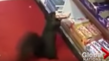 Усе заради шоколаду: у Торонто білки регулярно грабують магазин (відео)