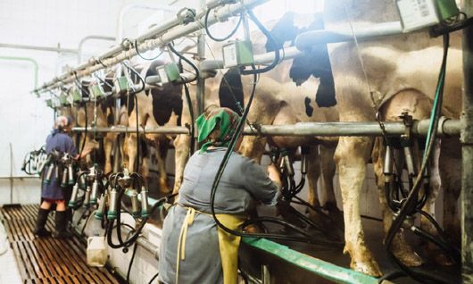 Сезон цінових маніпуляцій: чому молоко може стати для українців делікатесом