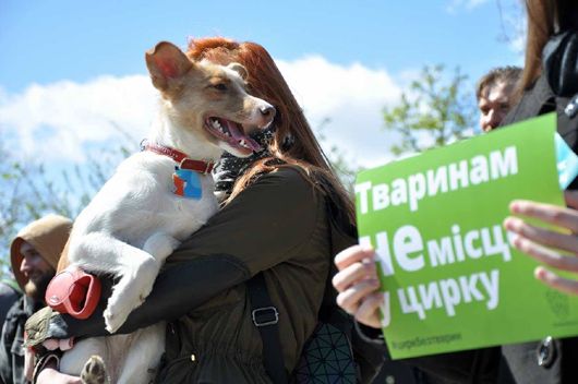 До 8 років тюрми: в Україні прийняли за основу закон про захист тварин