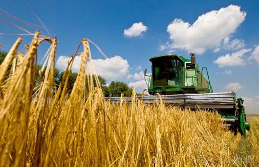 На півдні України зібрали перші тонни зерна нового врожаю