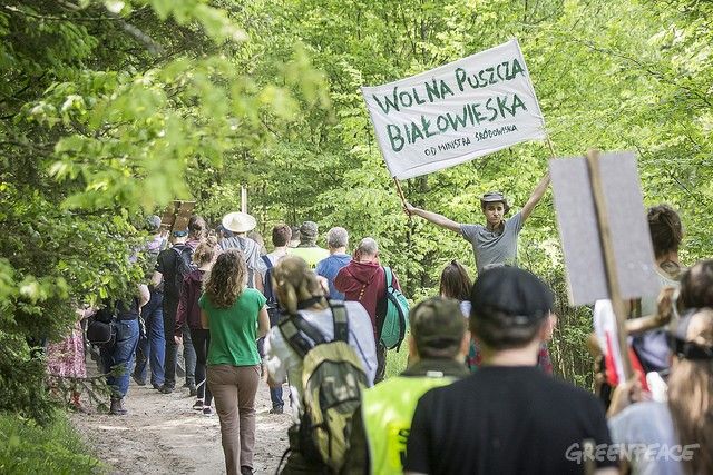 У Євросоюзі заборонили Польщі вирубувати Біловезьку пущу