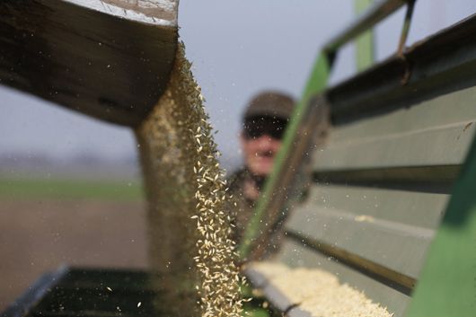 На Півдні вже завершили збирання ранніх зернових і почали сіяти озимину