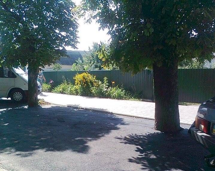 У Корсунь-Шевченківському закатали в асфальт дерева (фото)