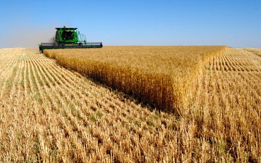 В Україні завершують збирання ранніх зернових та зернобобових культур