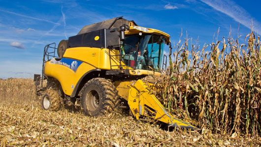 В Україні розпочали збирання пізніх зернових