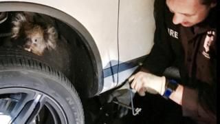 В Австралії коала втрималася на осі колеса 16 кілометрів під час поїздки автомобіля