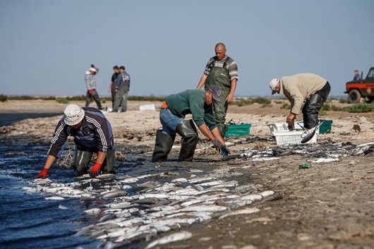 На Запоріжжі у Молочному лимані масово гине риба
