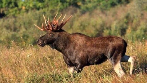 В Україні дозволили вполювати 160 лосів