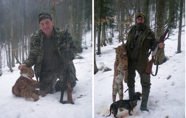 Лісничий Кабаль стверджує, що червонокнижну рись з фото збило авто